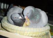 �ø���Ӹ뵰��ʼ������