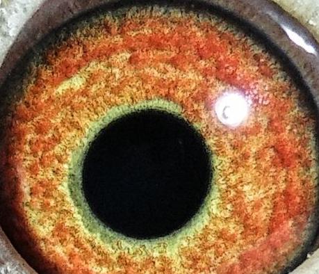 �����۾� ֪��������������