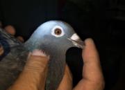 ���ּ���  ��Һ��������������˫Ӯ