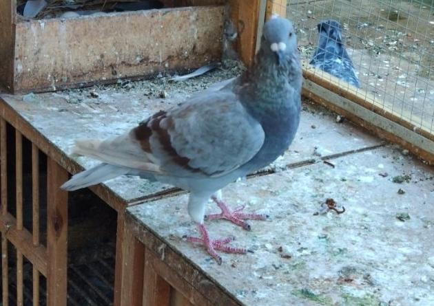 ���޶�������ֻ�����񡱷��˹ھ�