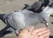 �����߹鳲�ʣ��ȷ������ƾʲô��ĳ�