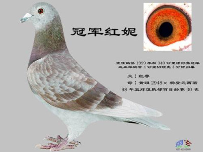 ɢ��ǧ�𻹸���������ǹ�����ѽ���