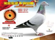 �ɱ䣺����СѼ���������� Ԥ�����������ͣ�