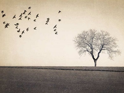 ����ʫ�裺�������л��ɺ�