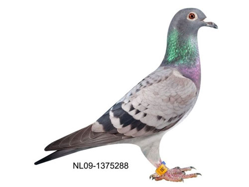 ÿ��һ�룺�����ͨ����׸����С��(ͼ)