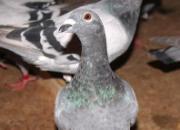 �������Ĺ����߹鳲  �����԰�¶�ھ���ͼ��