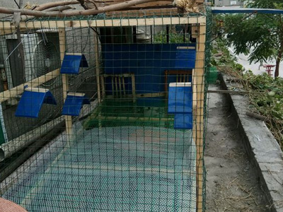 �����ĸ��� ��ָ��