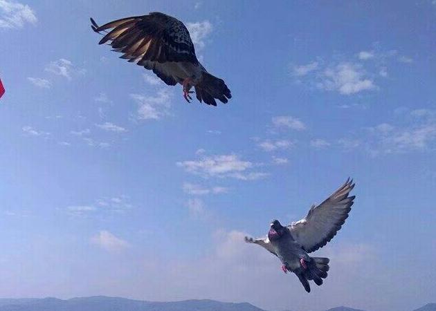 ��ٹ���Ϊ��ƵƵ������