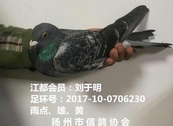 2000ﳬԶ̵鳲ȿ