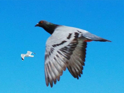 �����ͷ��Ϸ���ˣ�������ǧ����˫�ظ��������µ׾���