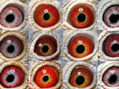 ���������̳����ţ�Ψ������