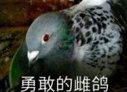 �¸ҴƸ������󲫶� �����ȶ�Ů