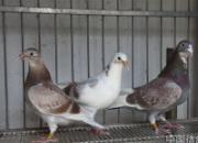 �ٿƳ�֪ʶ���ӽ����� ��Ѫ����