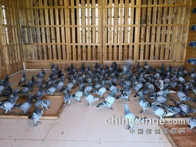 �ﶬ��������Ԫ��ȱ�����ָ���ʳ��Ӱ��