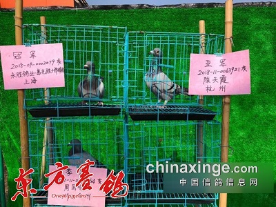 �ȷ������㽭����һ֦���㡪�������㽭������״