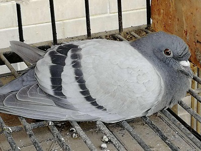 �벡���ξ��� ������������·