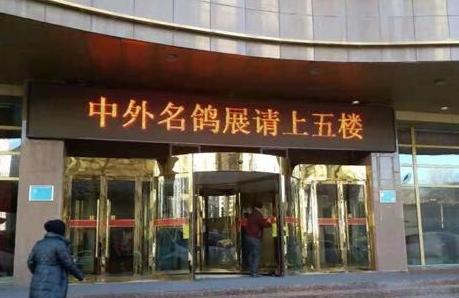 一年一度鸽界盛会 西宁鸽展开幕