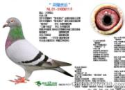 ÿ��һ�룺WHZBȫ������׸롰����(ͼ)