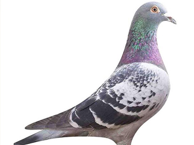 ̽�ظ��ۣ��۲������������