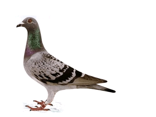 ÿ��һ�룺����ƥ�˴����롰����š�