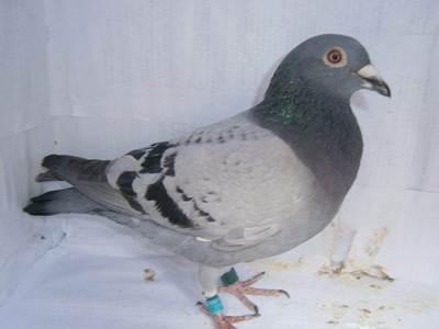 ѽܵĹշѵĳٹ δշѵ뽱