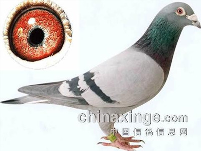 ÿ��һ�룺��͵�ߵĳ����ָ롰�ױǺš�(ͼ)