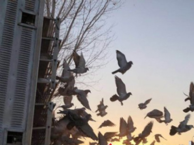 �Ϻ��ƽ𺣰�560����������־���֮ʦ