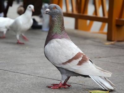 ���֡�����ѵ���������ĸ߶ȸ���