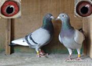 �ٿƳ�֪ʶ�������С��㶨�������