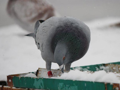 �Ϸ������Ÿ�ҷɹ���