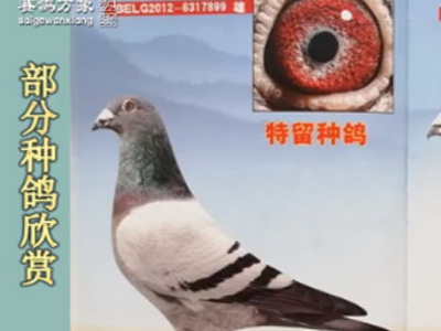 ������������Ƶ��Ŀ��������������  һ����ŷ�޸����߷õ��й�����