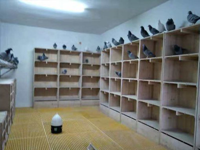 �ָ��������� �������