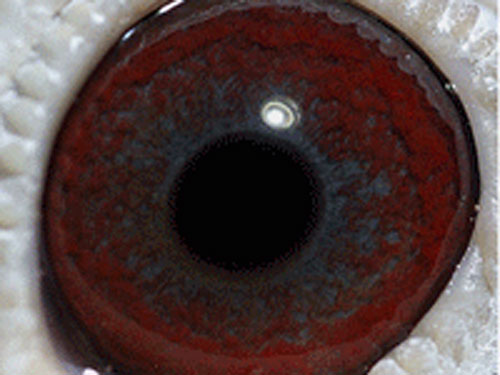 ����Ŀţ�ۡ�˵��ʲô��