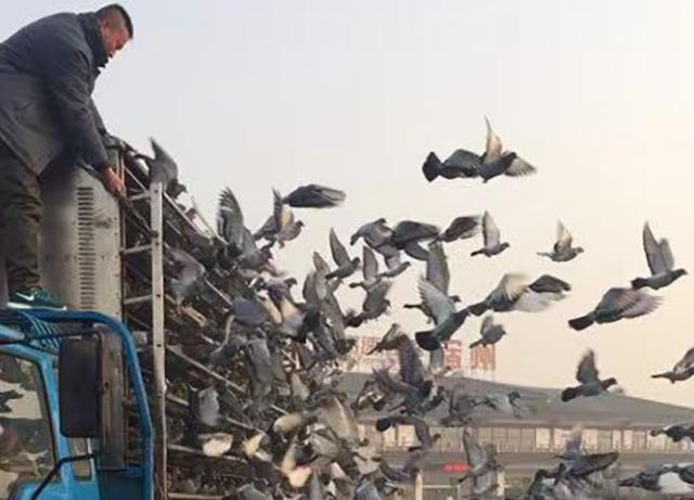 �����������Բ�ʧ�����ڴ�����ƽ�������ٶ������ٶ�