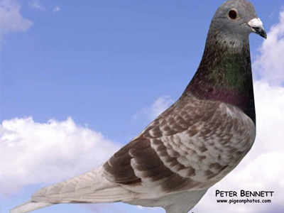 ÿ��һ�룺33�η�ԽӢ������Ͽ֮������������(ͼ)