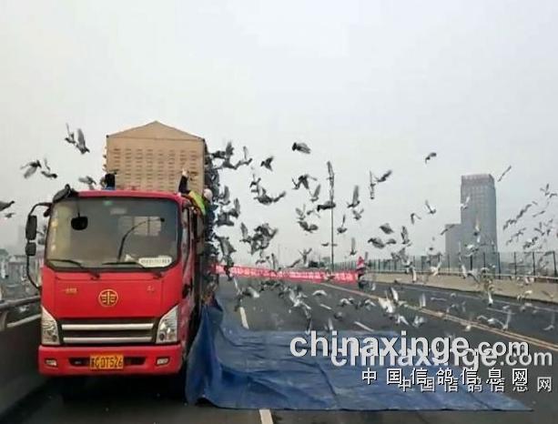 ���հ��蹫��ڶ��ظ�����վ��550��������֮ս����Ⱥ����¹