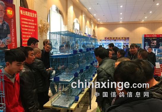 元旦假期嗨翻天 贵阳武汉鸽展相继开幕