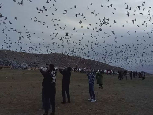 ���ɹ�2019���̣���֯�μ���������������