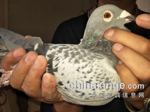 ���գ��ھ�ĸ�׵���������