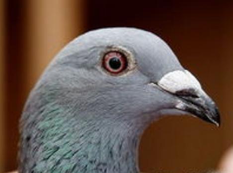 �������ɻ�ϵ��(һ)������ͷ������������