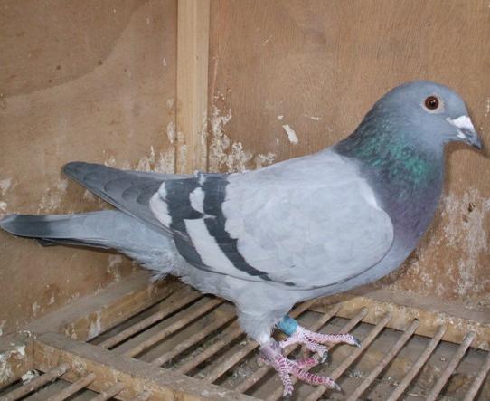 �������ɻ�ϵ��(��)���������ɲ���������