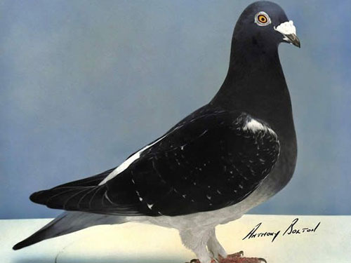 ÿһ룺BBCԶ̹ھ˹Ů