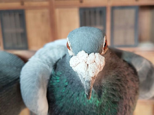 �ϸ��кõ��ָ��׳��ø룿