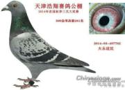 ��������ִƴ�δ����ʧ����