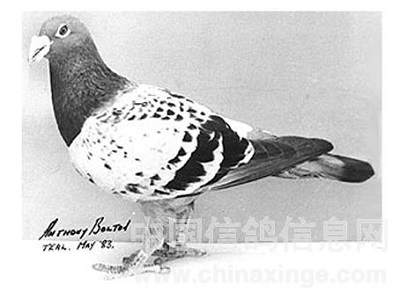 ÿ��һ�룺�ƽ���������ķ��˹46��