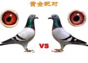 �ٿƳ�֪ʶ��������ּƻ�