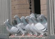 �ٿƳ�֪ʶ���͹����׸�İ˵�Ҫ��