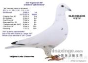 ÿ��һ�룺�п����õİ׸롰Ұ�ѡ�(ͼ)
