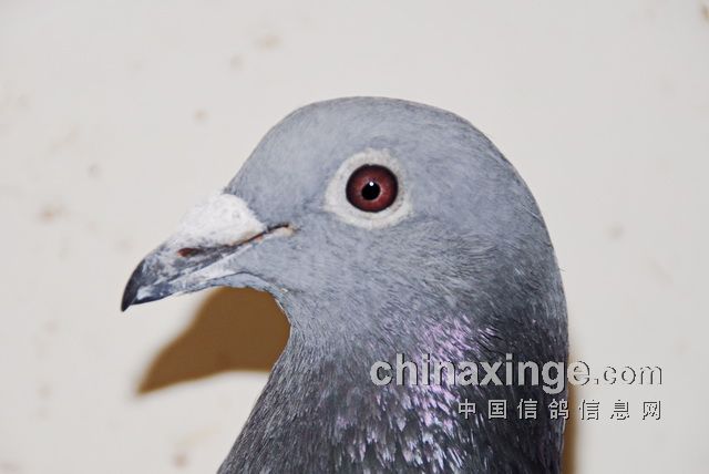 ÿ��һ�룺�ٰ���Ѫϵ�����ۺϹھ������桱