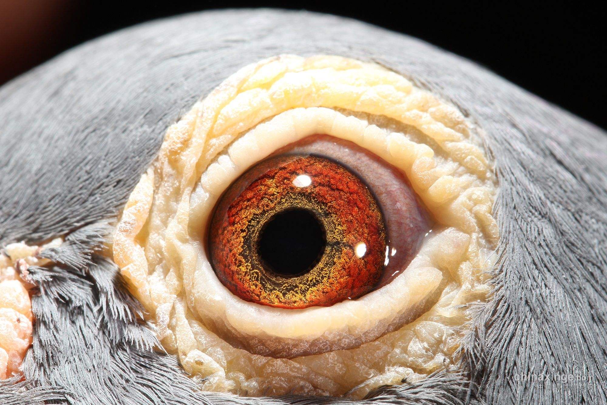 ������������ѡ����ɰ��